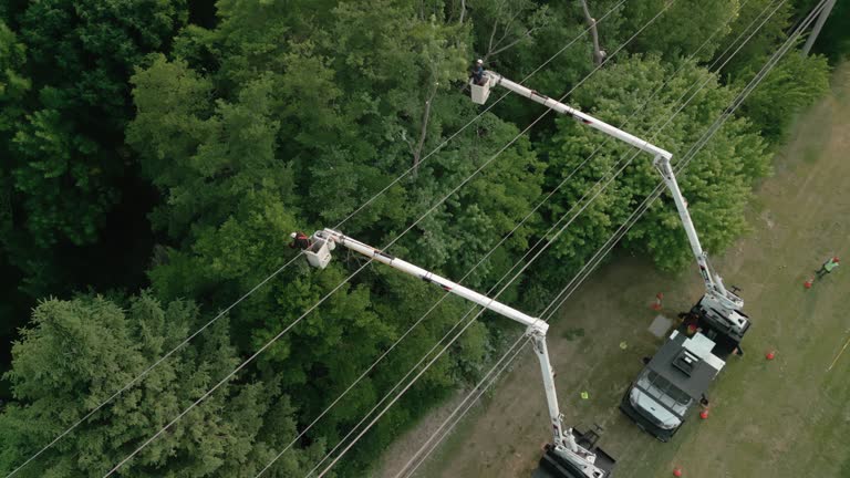 Best Utility Line Clearance  in Naples Park, FL