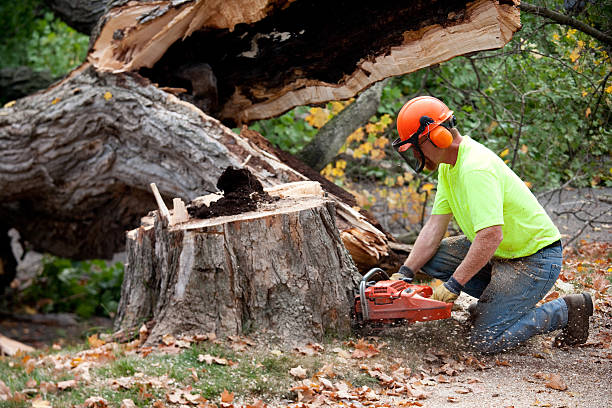 Best Emergency Tree Removal  in Naples Park, FL