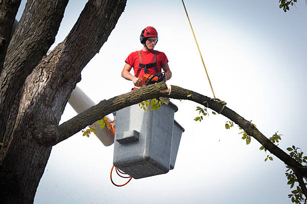 Best Tree Disease Treatment  in Naples Park, FL